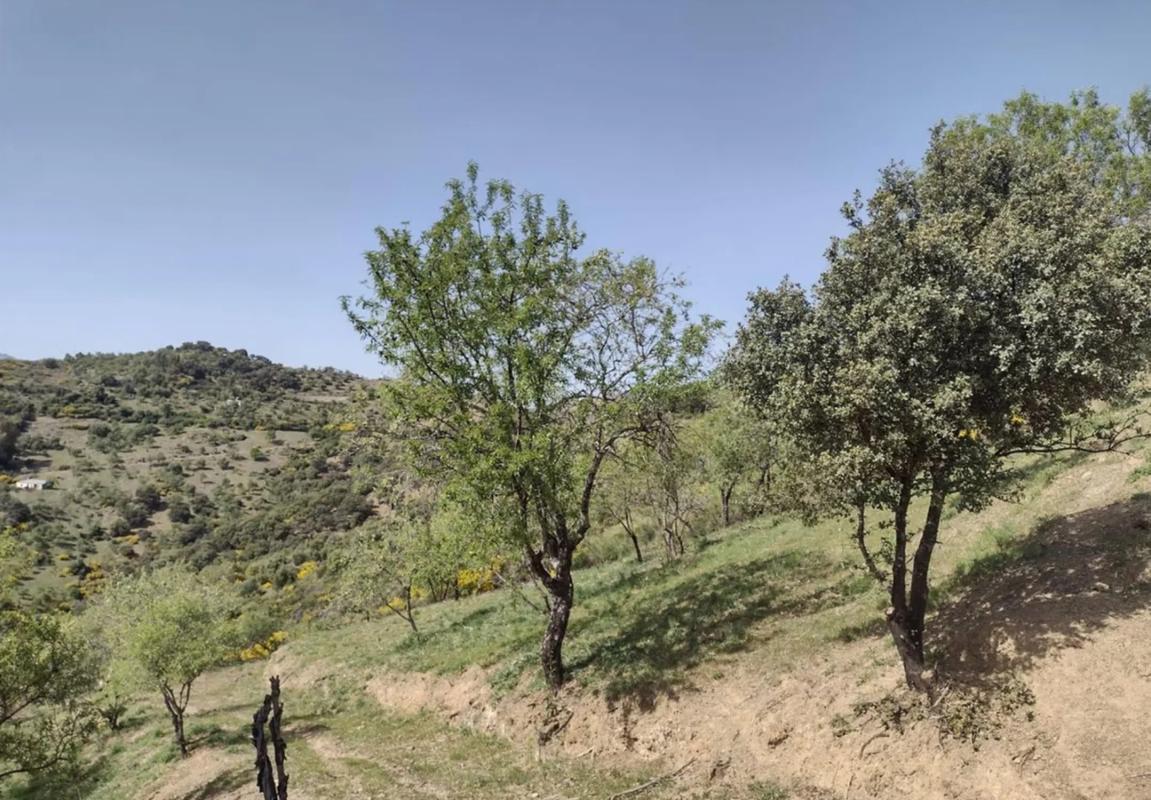 Land for sale in Benadalid, Malaga photo 2