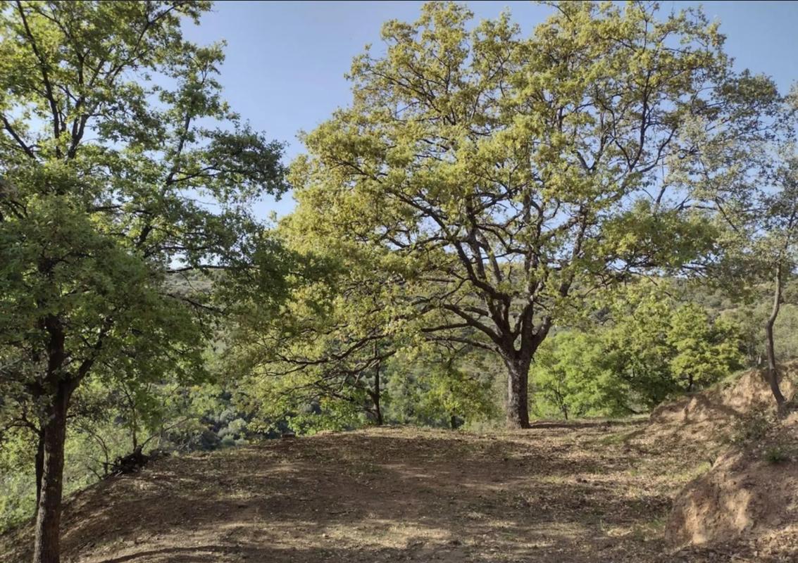 Land for sale in Benadalid, Malaga photo 5