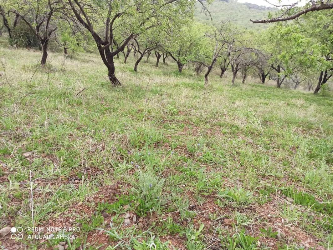 Land for sale in Totalan, Malaga photo 2