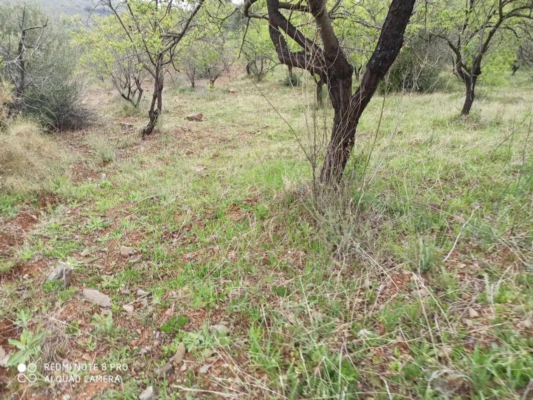 Land for sale in Totalan, Malaga photo 3