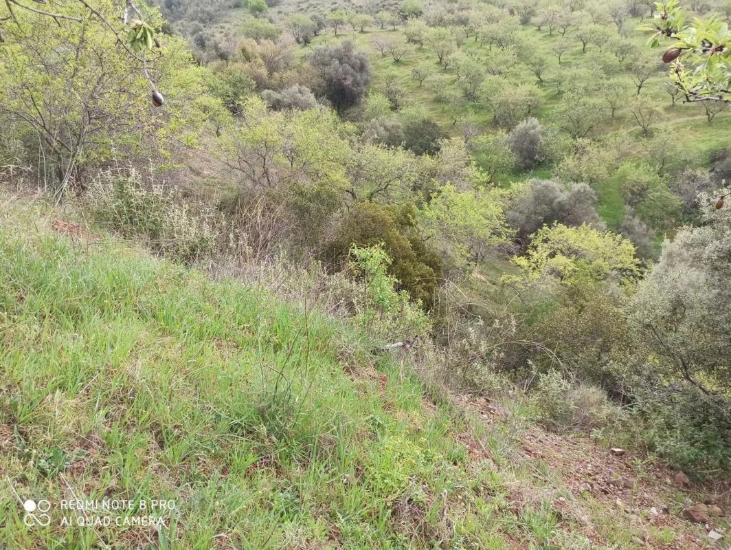 Land for sale in Totalan, Malaga photo 4