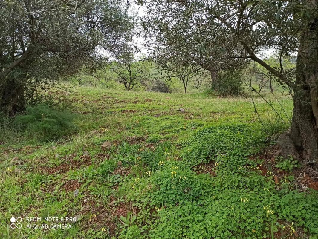 Land for sale in Totalan, Malaga photo 5