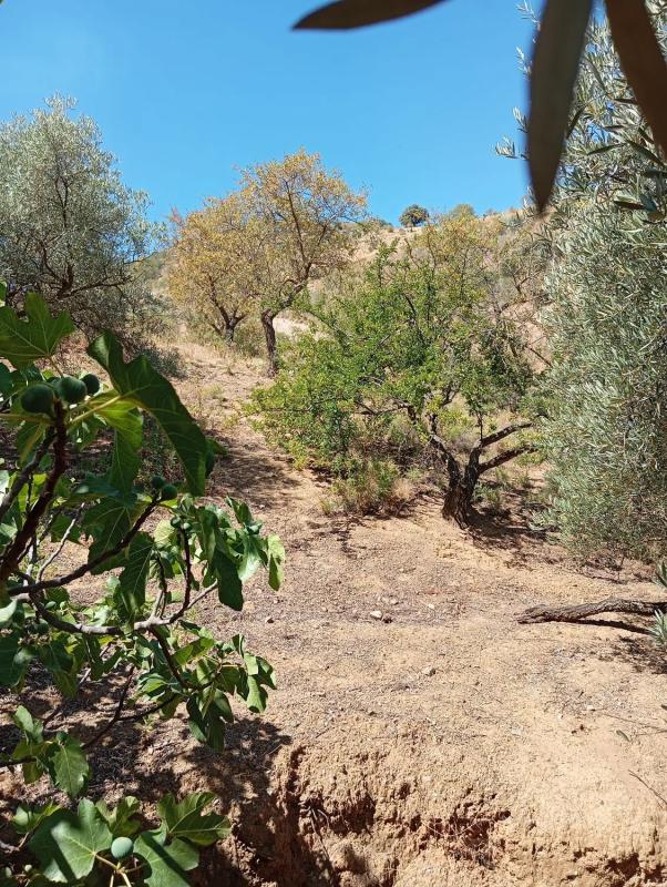 Terreno en venta en Casabermeja, Malaga photo 2