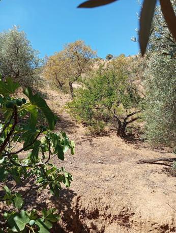 Terreno en Paraje Las Melosillas s/n Sn thumbnail 1