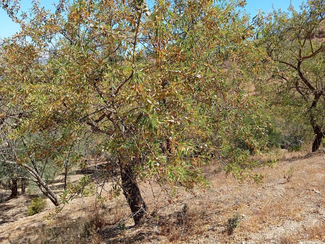 Terreno en venta en Casabermeja, Malaga photo 3