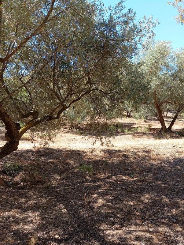 Terreno en venta en Casabermeja, Malaga photo 5