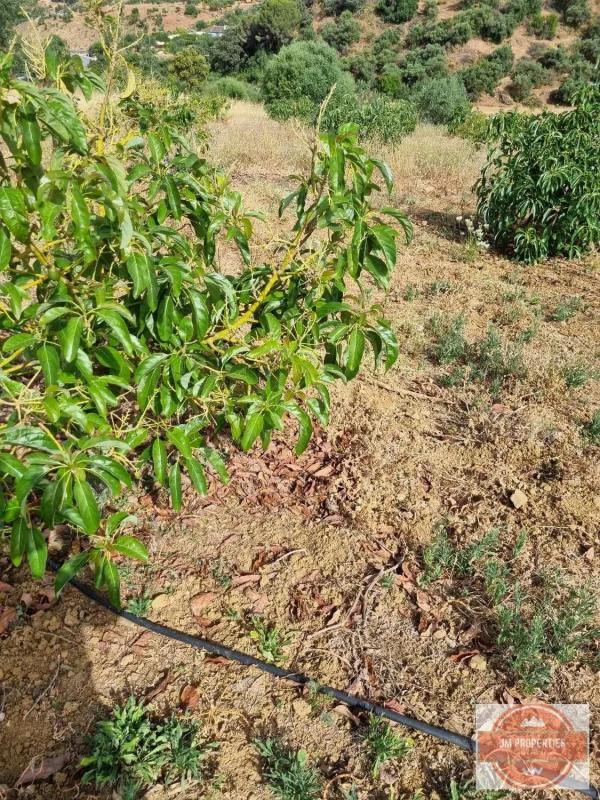 Terreno en venta en Casarabonela, Malaga photo 1