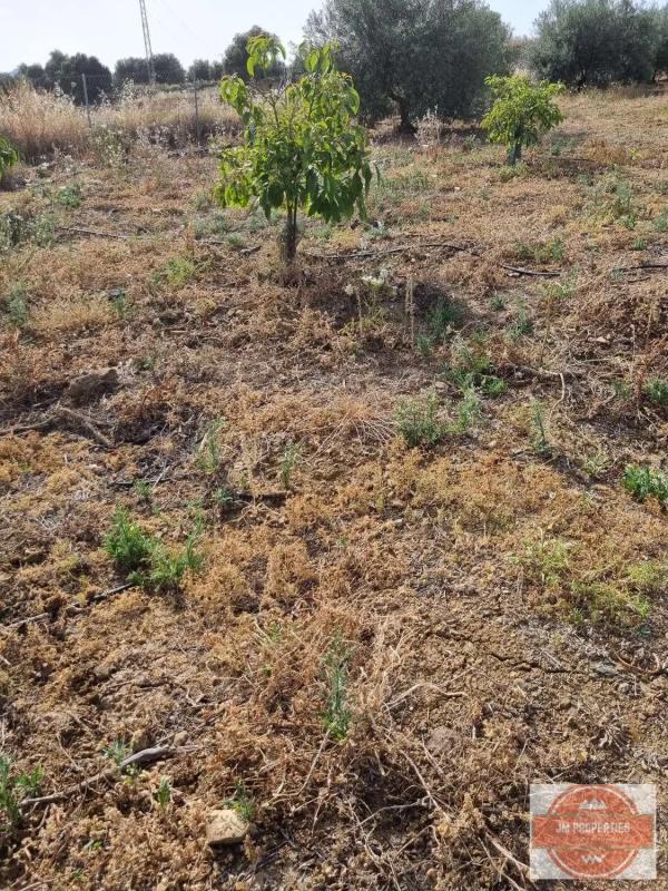 Terreno en venta en Casarabonela, Malaga photo 2