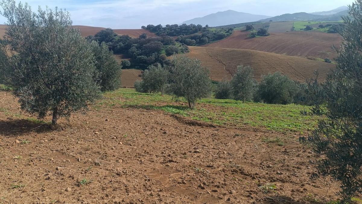 Terreno en venta en Coin, Malaga photo 2