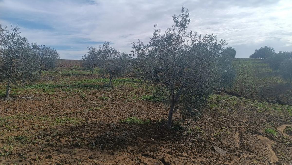 Terreno en venta en Coin, Malaga photo 3