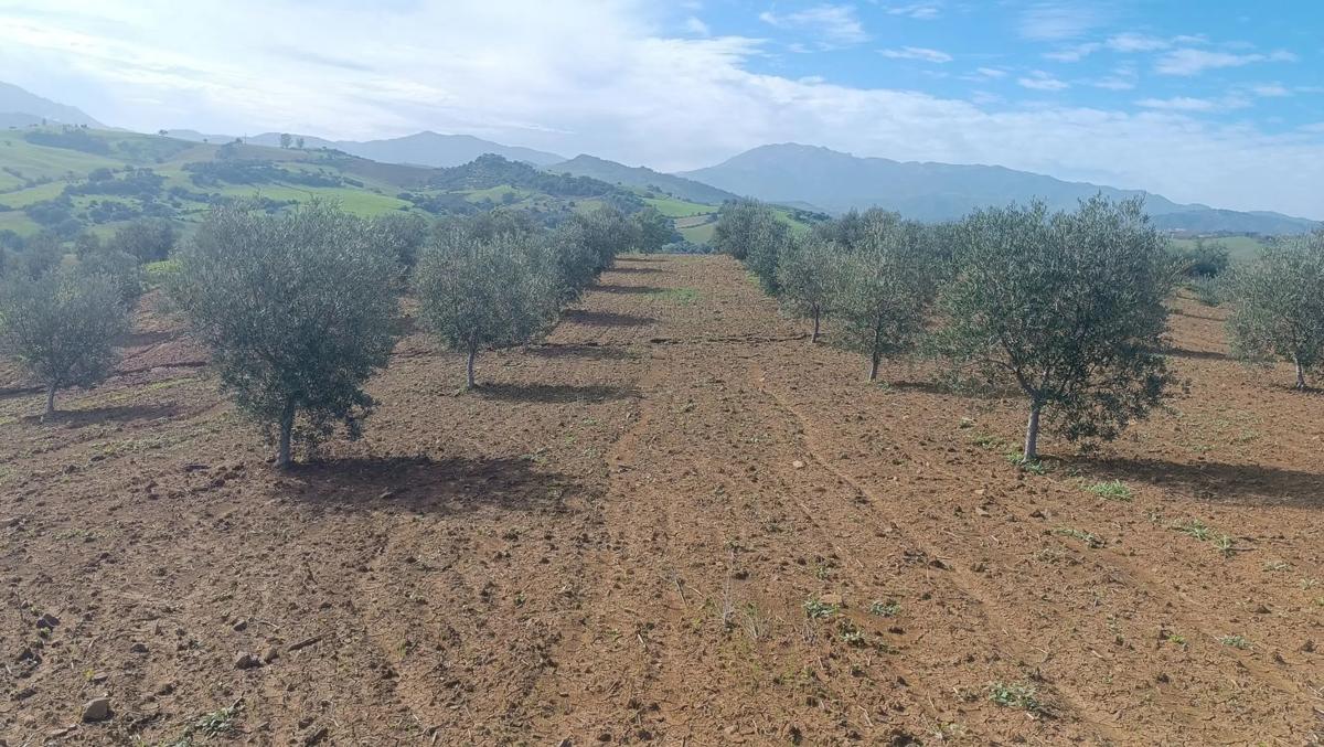 Terreno en venta en Coin, Malaga photo 5