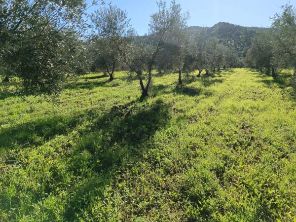 Terreno en 36°40'53.5" s/n photo 1