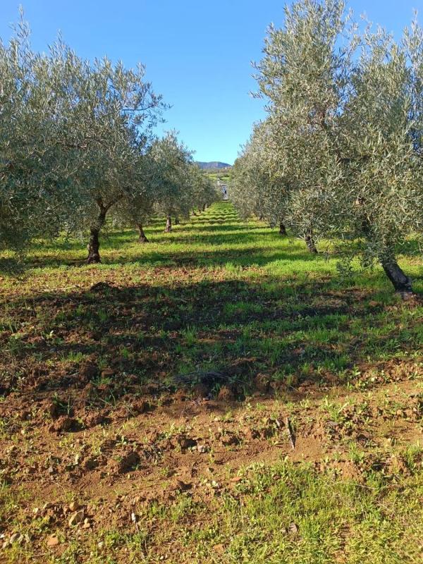 Terreno en venta en Guaro, Malaga photo 3