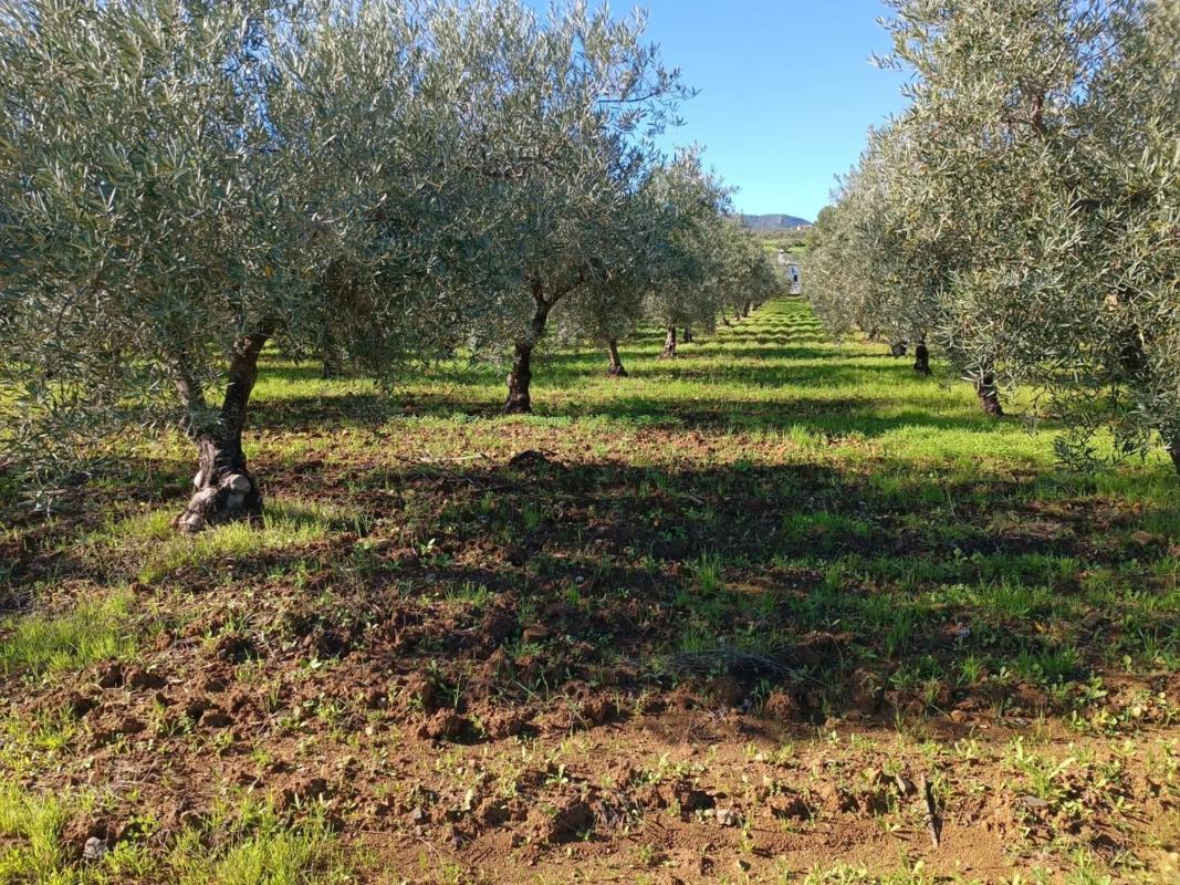 Terreno en venta en Guaro, Malaga photo 4