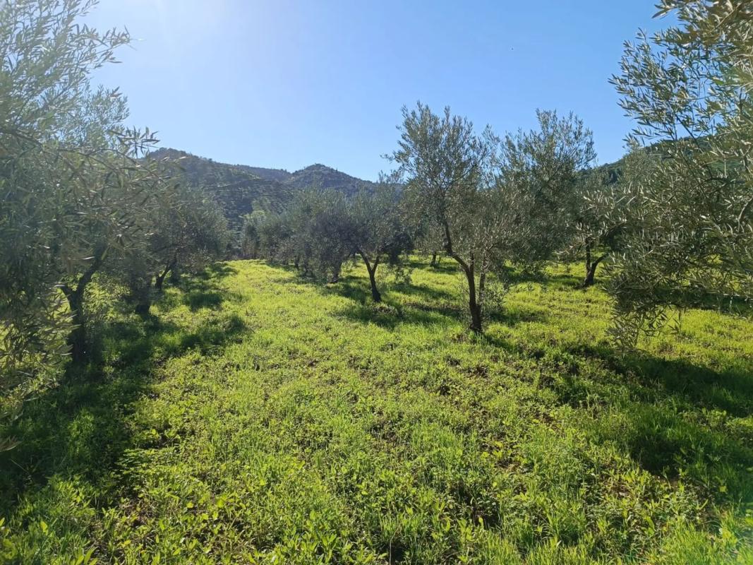 Terreno en venta en Guaro, Malaga photo 5