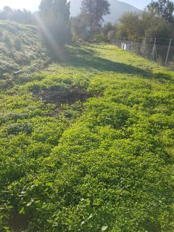 Terreno en El Cigarral - Dehesa - Borrajo photo 2