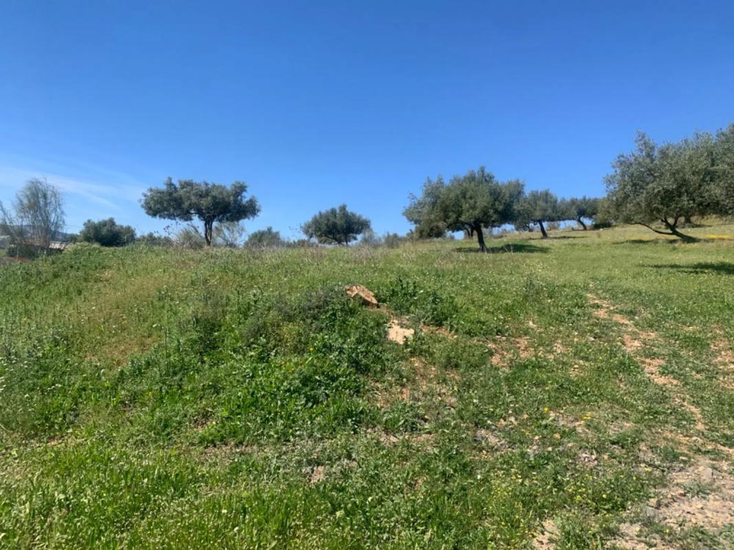 Land for sale in Alcaucín, Malaga photo 1