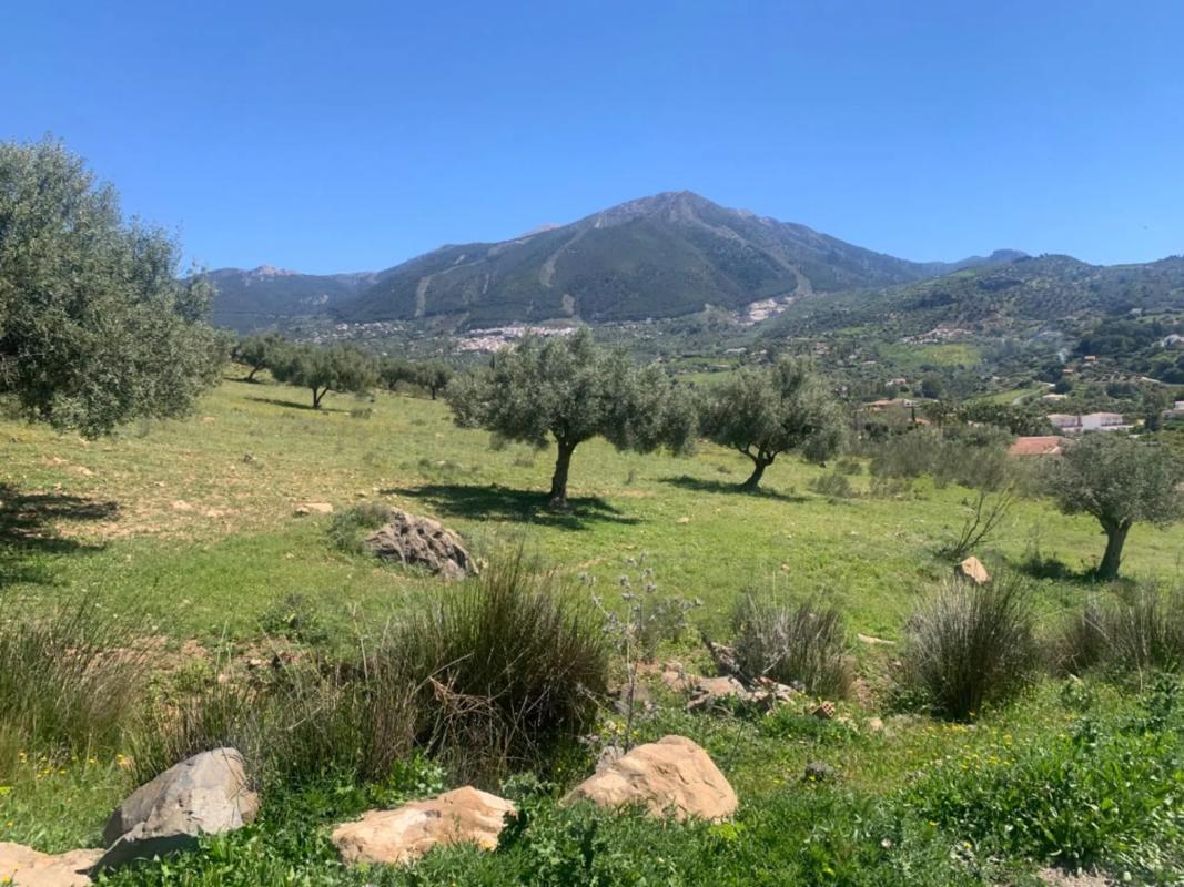 Land for sale in Alcaucín, Malaga photo 2