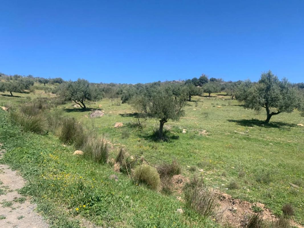 Land for sale in Alcaucín, Malaga photo 3