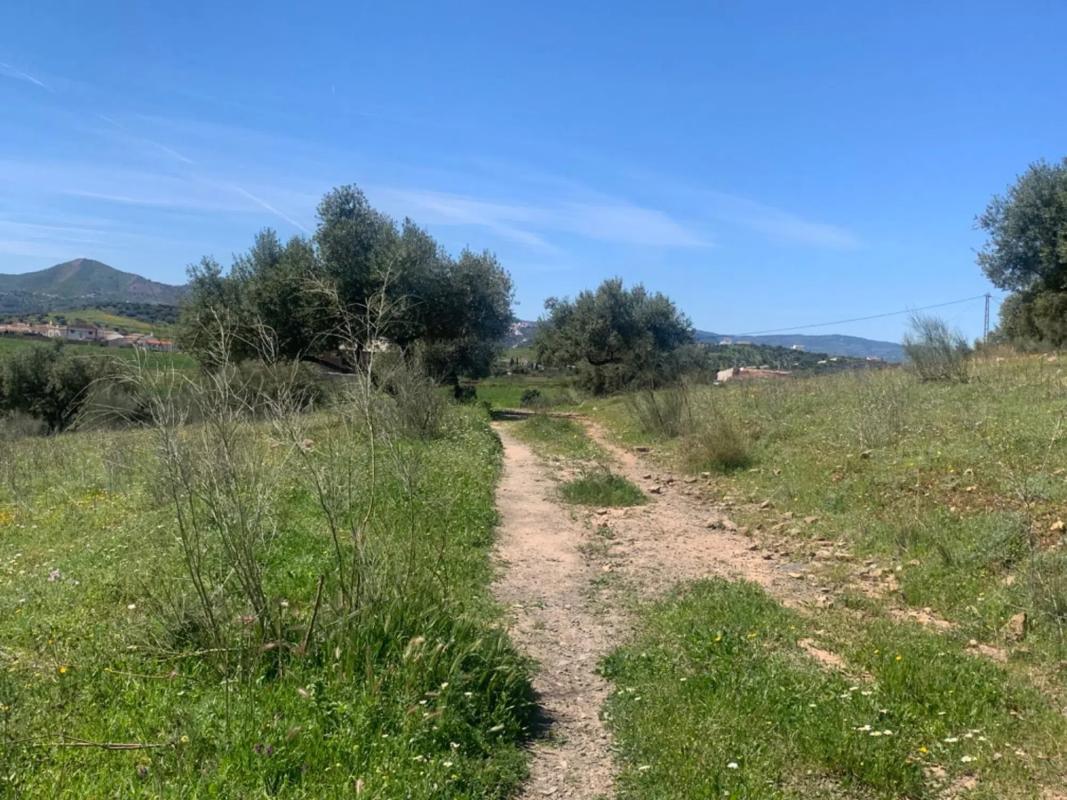 Land for sale in Alcaucín, Malaga photo 5