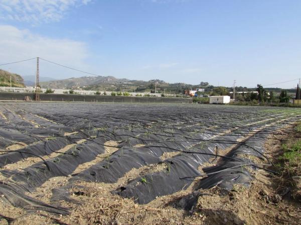 Terreno en Algarrobo photo 2