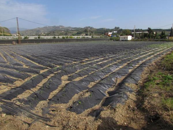Terreno en Algarrobo photo 3