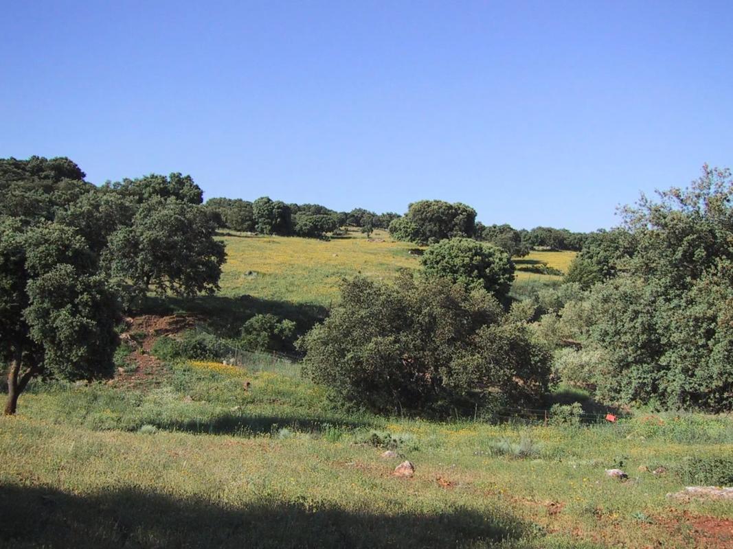 Terreno en venta en Ronda, Malaga photo 2