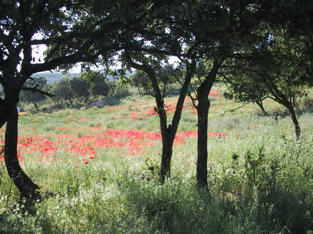 Terreno en venta en Ronda, Malaga photo 5