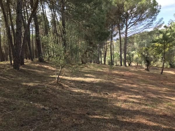 Terreno en camino pilar de cartajima s/n thumbnail 1