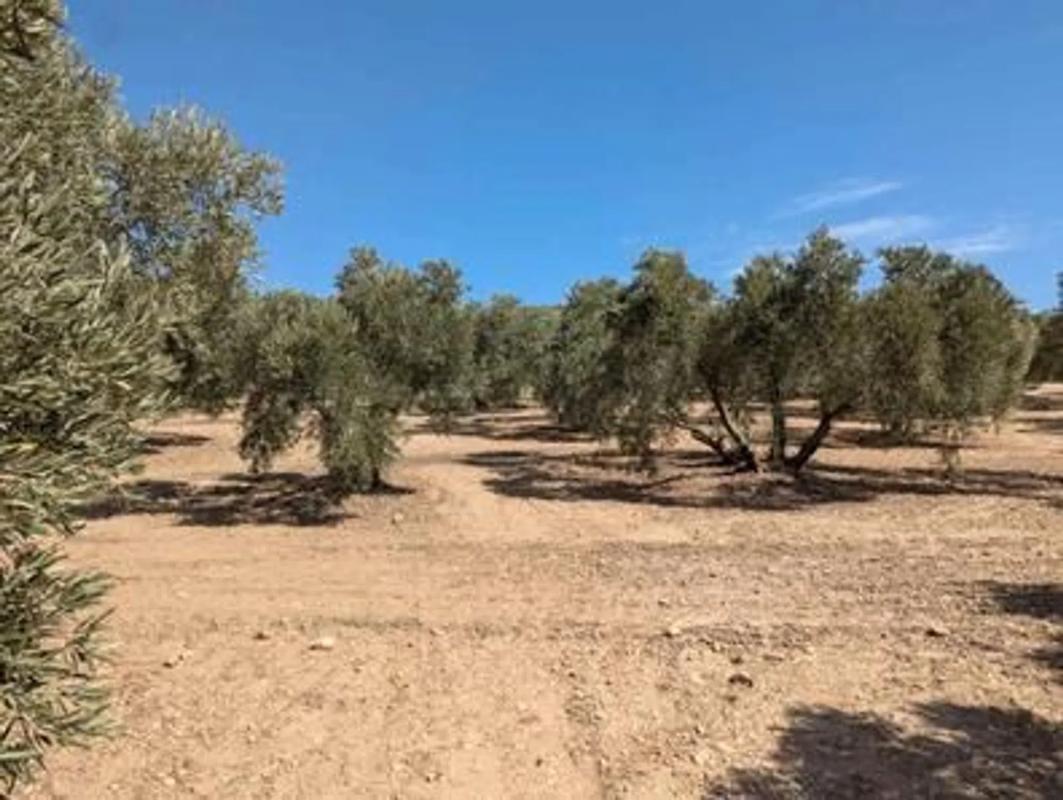 Участок земли на продажу в Фуэнтe де Пьедра, Малага photo 2