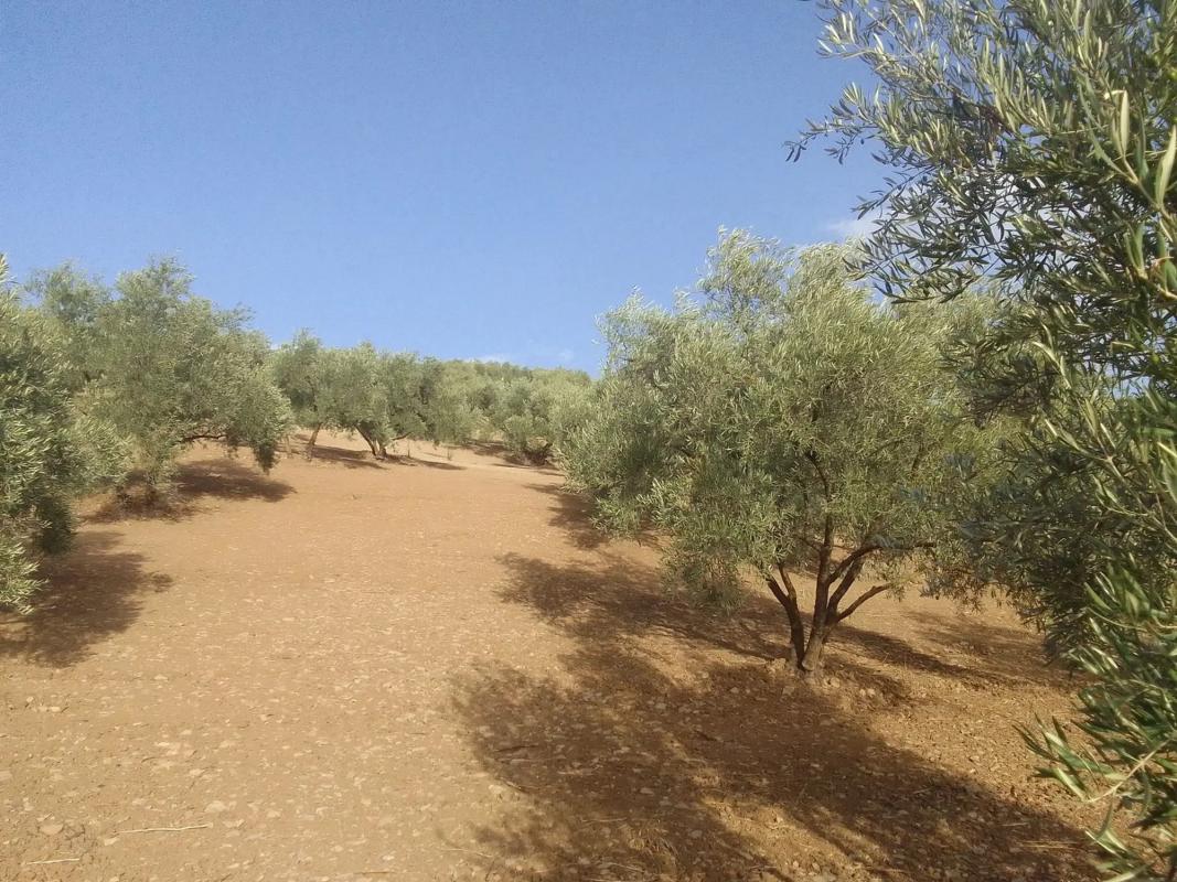 Участок земли на продажу в Алмогия, Малага photo 2