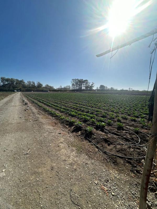 Terreno en venta en Almayate Bajo, Malaga photo 5