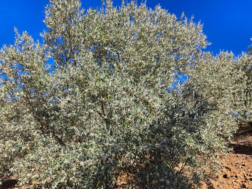 Terreno en venta en Carratraca, Malaga photo 1