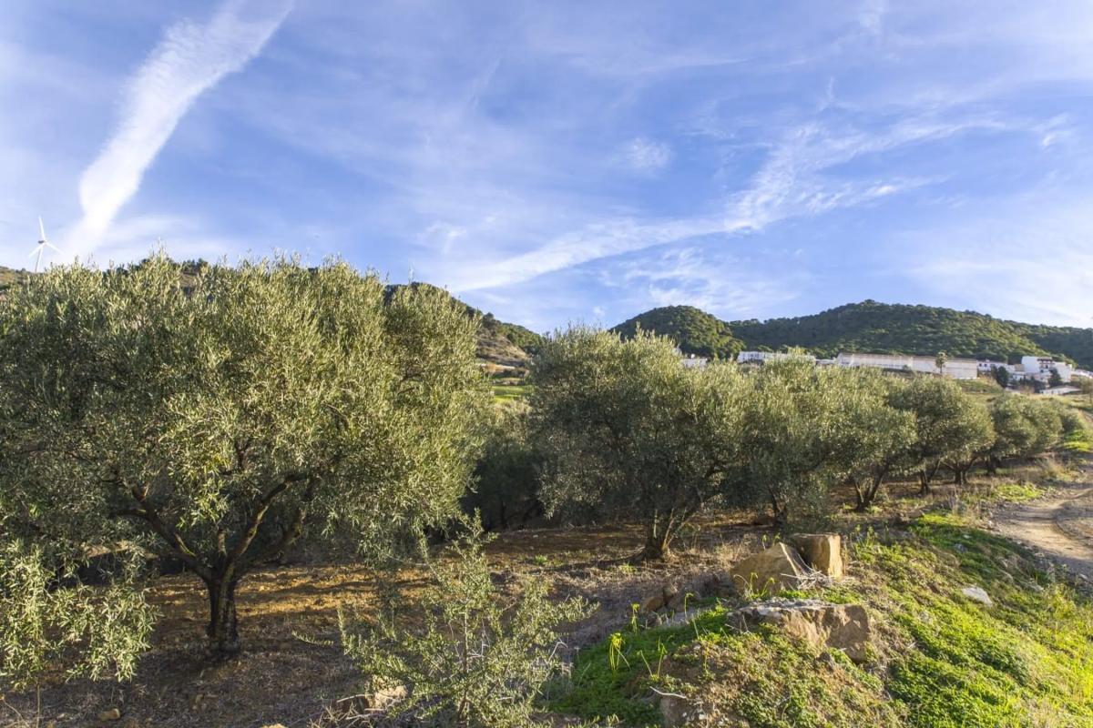 Terreno en venta en Carratraca, Malaga photo 4