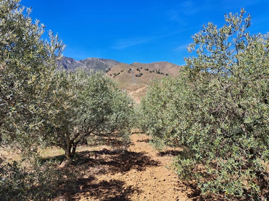 Terreno en venta en Carratraca, Malaga photo 5
