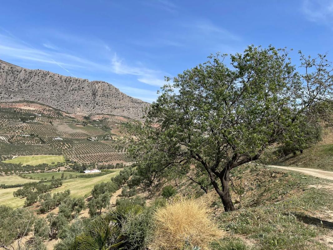 Terreno en venta en Valle de Abdalajís, Malaga photo 4