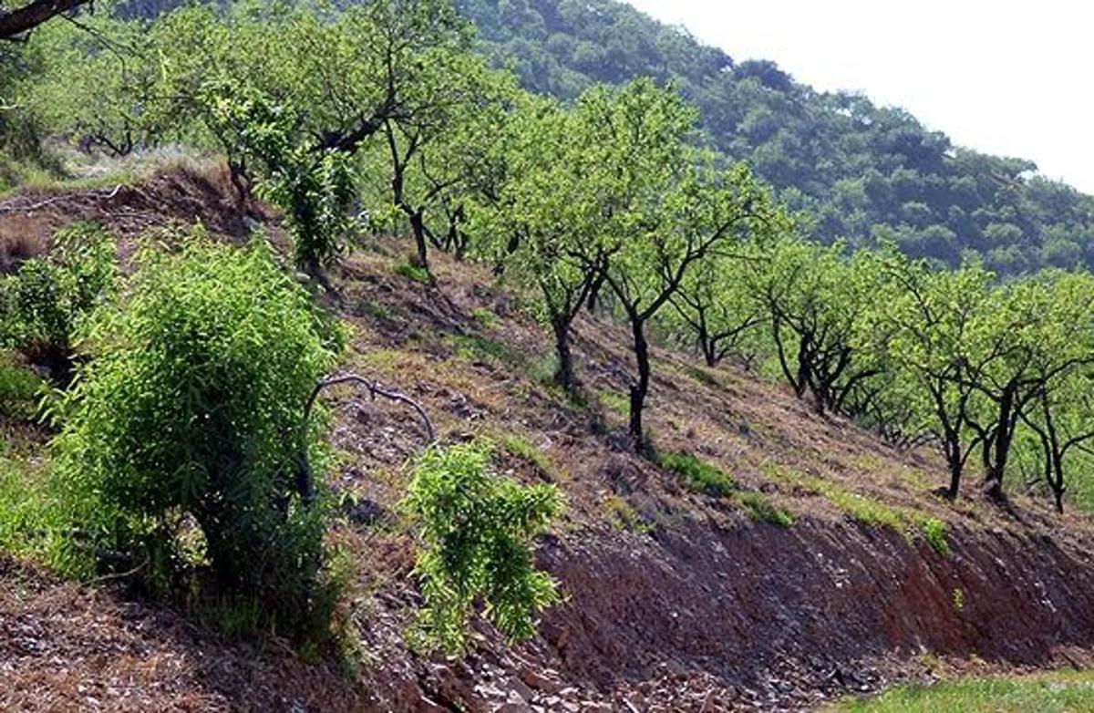 Land for sale in Comares, Malaga photo 3