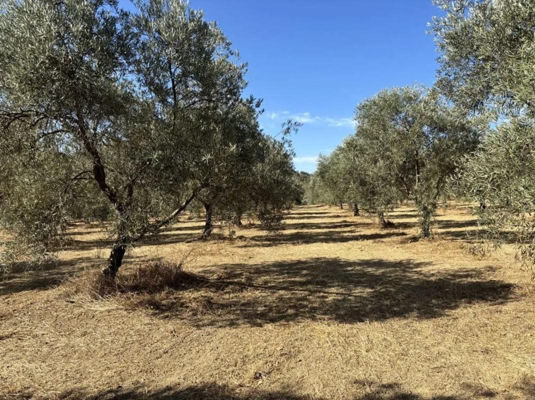 Terreno en venta en Villanueva del Trabuco, Malaga photo 1