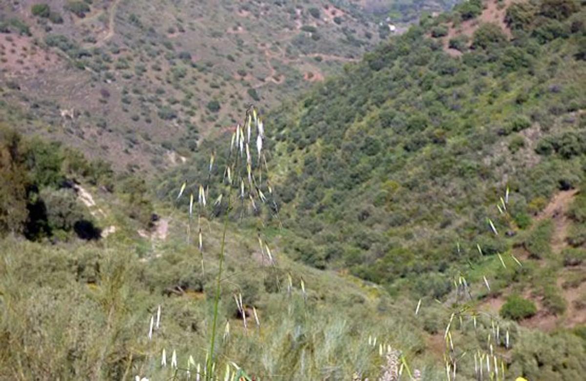 Land for sale in Comares, Malaga photo 5