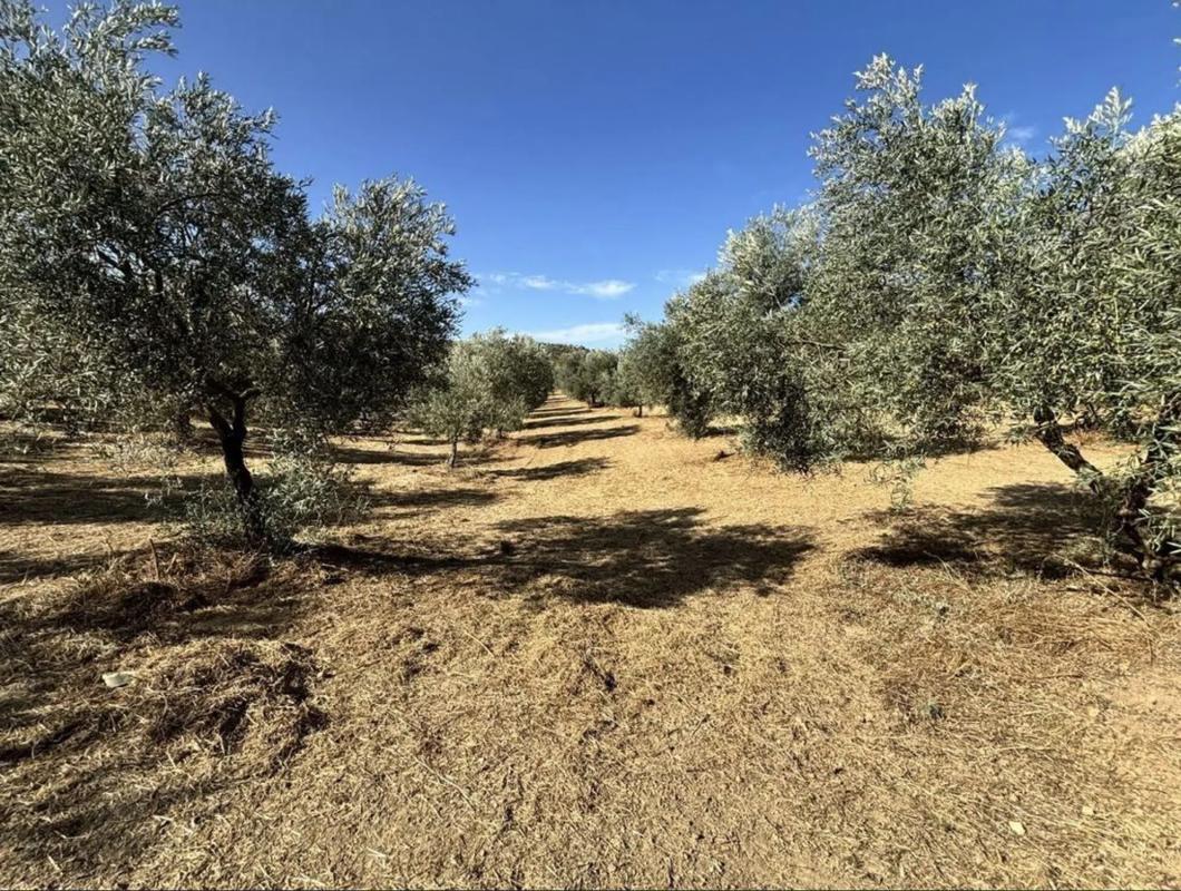 Terreno en venta en Villanueva del Trabuco, Malaga photo 2