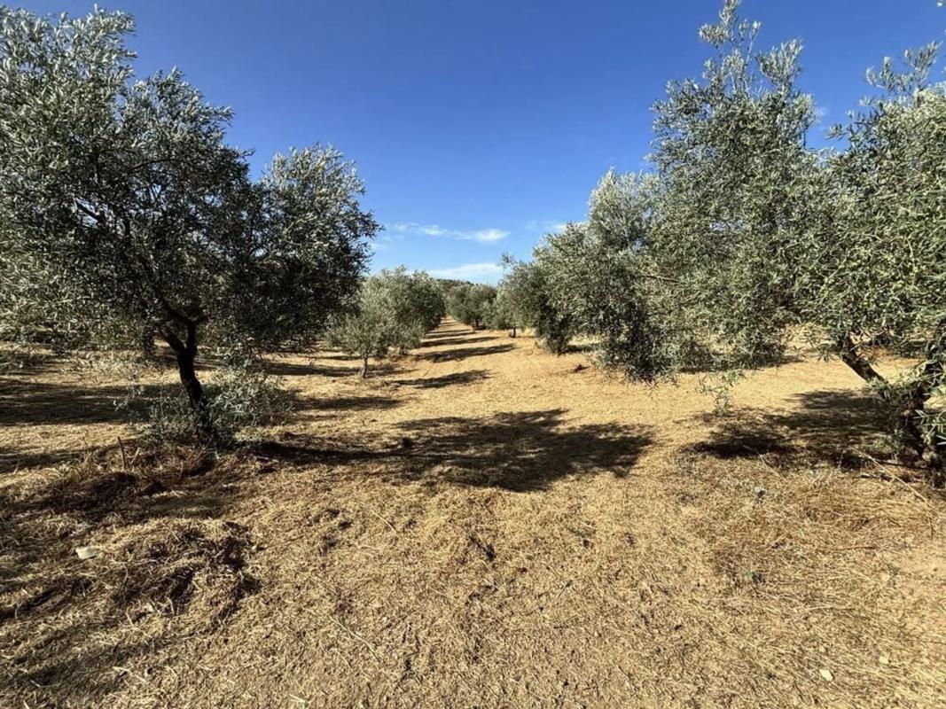 Terreno en venta en Villanueva del Trabuco, Malaga photo 3