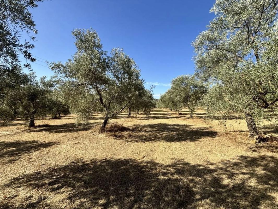 Terreno en venta en Villanueva del Trabuco, Malaga photo 4