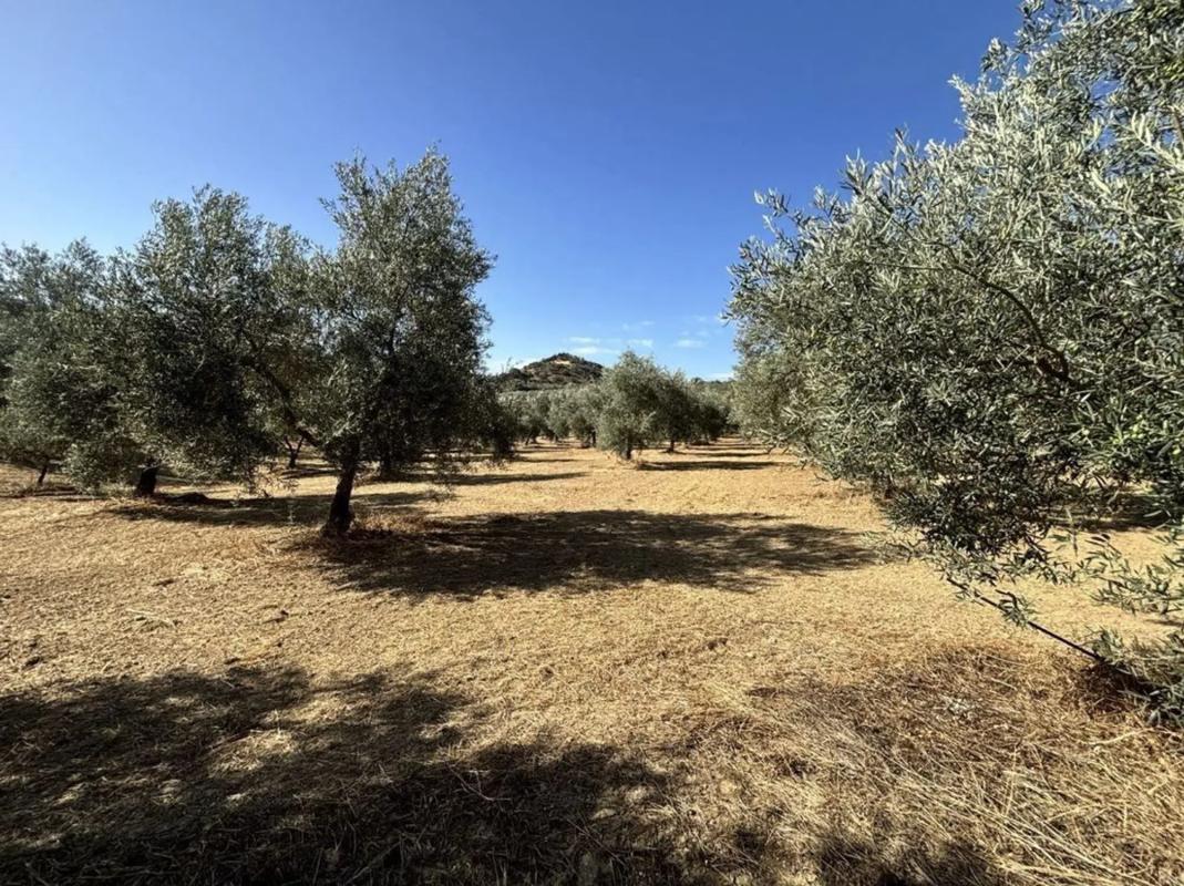 Terreno en venta en Villanueva del Trabuco, Malaga photo 5