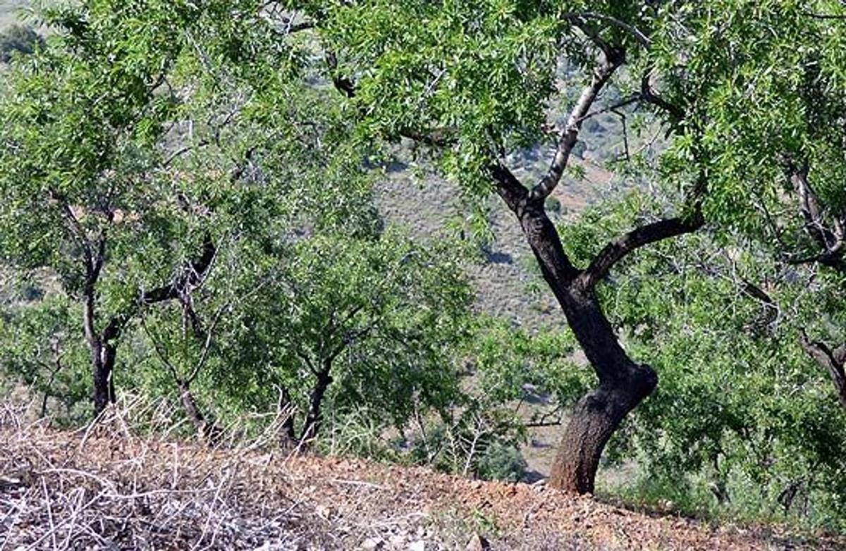 Terreno en venta en Riogordo, Malaga photo 2