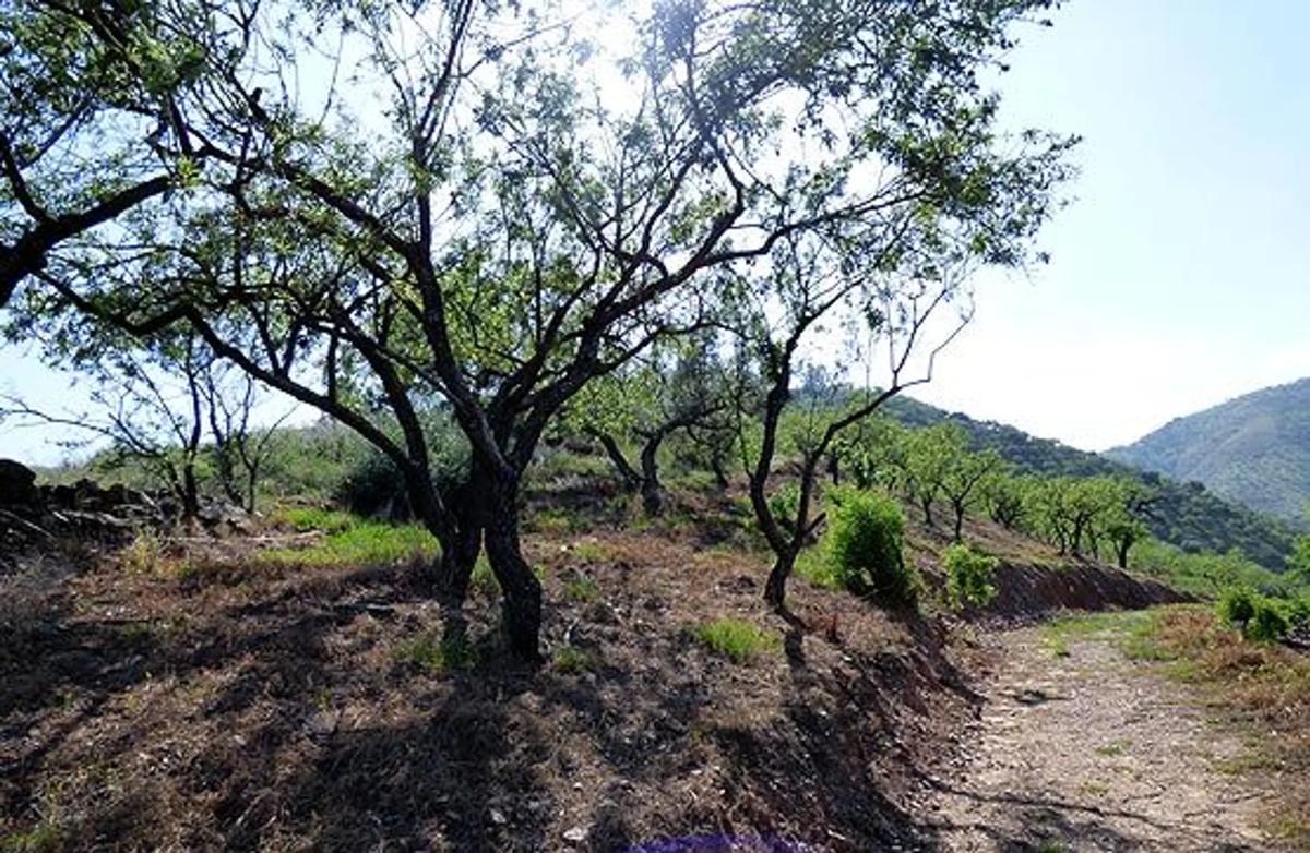 Terreno en venta en Riogordo, Malaga photo 4