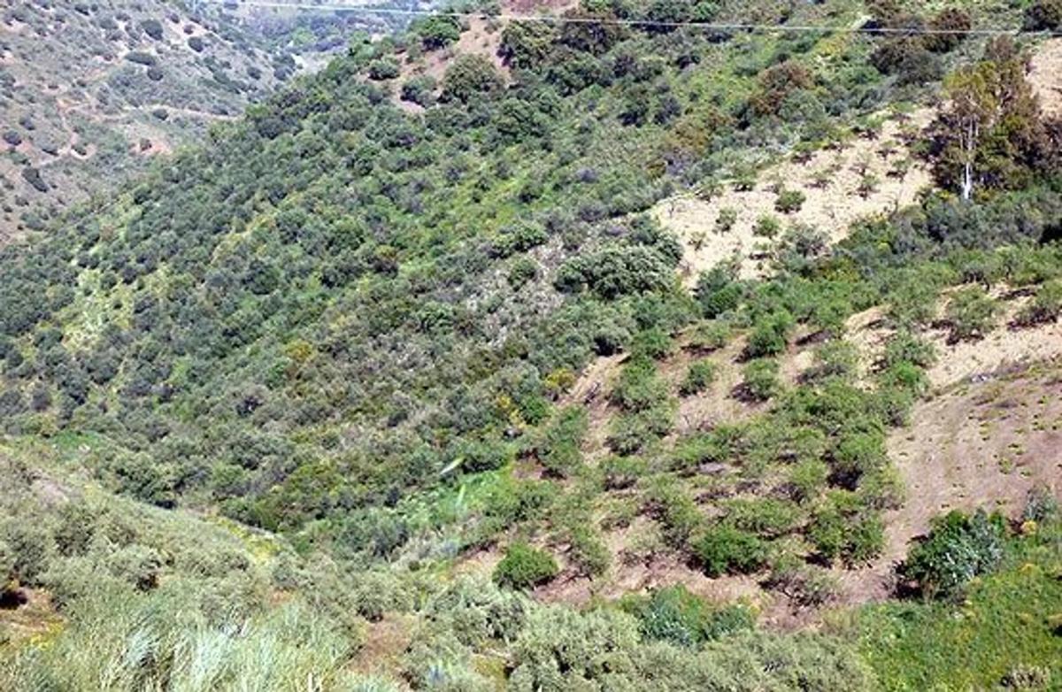 Terreno en venta en Riogordo, Malaga photo 5
