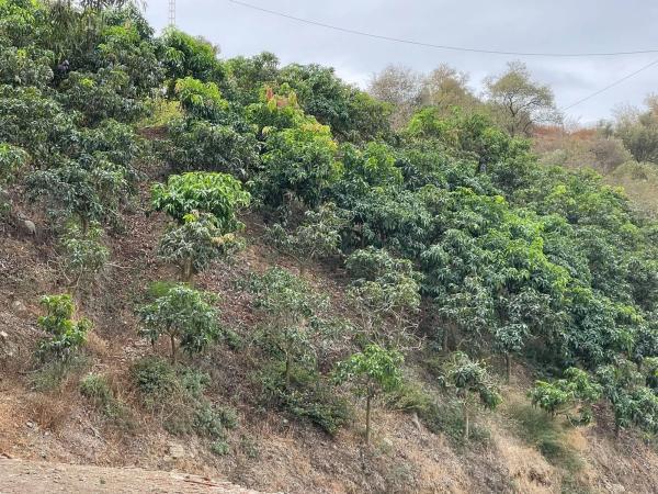Terreno en cabrillas s/n photo 1