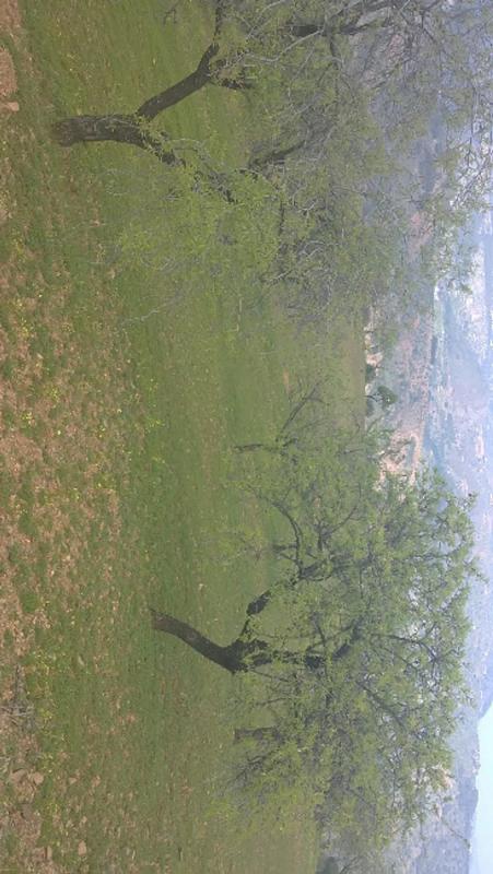Land for sale in Tolox, Malaga photo 4