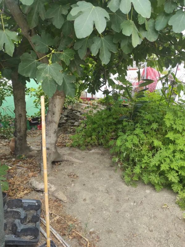 Land for sale in Benamargosa, Malaga photo 5