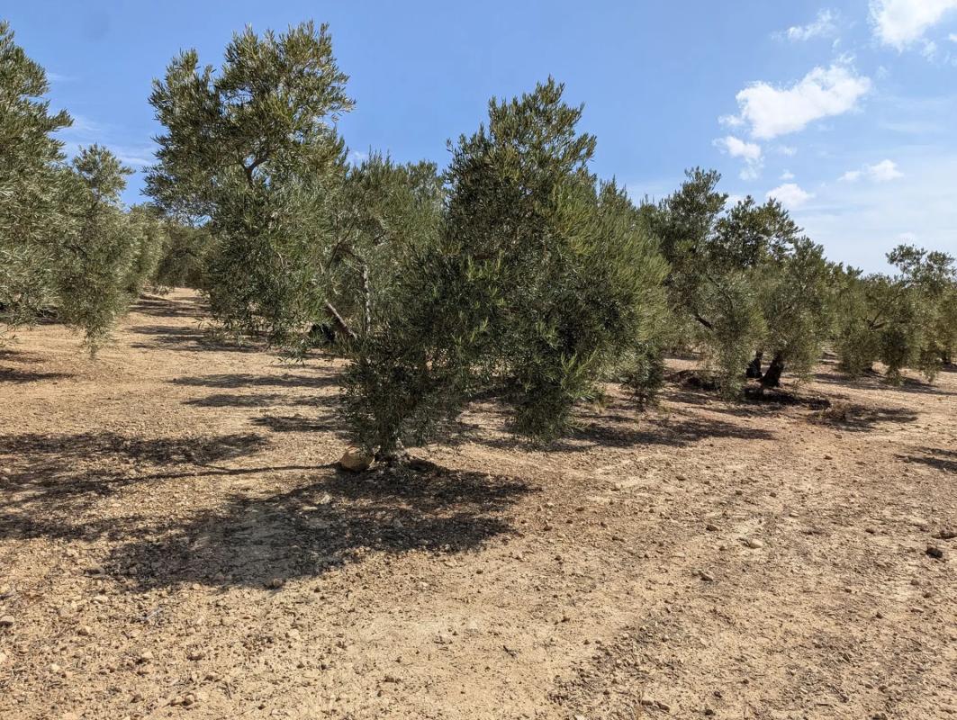 Działka na sprzedaż w Antequera, Malaga photo 3
